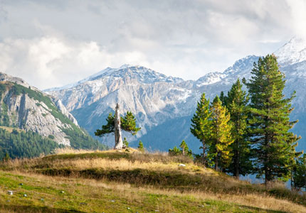 Dalhousie Taxi